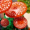 LEGO® Botanicals Woodland Mushrooms (11505) (2)
